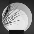 Abstract white, dark grey stage with black podium, tunnel of round frames, dry palm leaves, perspective, light, scene mockup.