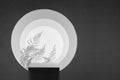 Abstract white, dark grey stage with black podium, tunnel of round frames, white fern leaves, perspective, light, scene mockup.