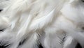 Abstract white feather texture background with intricate digital art of big bird feathers
