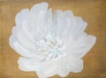 Abstract white flower painted with oil paints