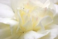 Abstract White Flower Petals Macro Royalty Free Stock Photo