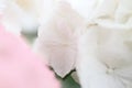 Abstract white petal background, close up of hydrangea flower by macro lens Royalty Free Stock Photo