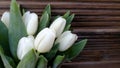 Abstract with white tukips Royalty Free Stock Photo