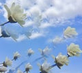 Abstract of white tulip tree flowers against blue sky and white puffy clouds Royalty Free Stock Photo
