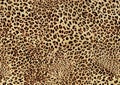 Abstract wild leopard skin fabric with grunge surface