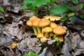 Abstract wild mushrooms