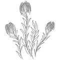 Abstract wildflowers outline icon isolated on white background. Hand Drawn vector illustration. Outline flowers Royalty Free Stock Photo