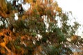 Abstract windy eucalyptus tree at windy and fiery sunset storm