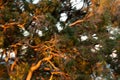 Abstract windy eucalyptus tree at windy and fiery sunset storm