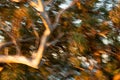 Abstract windy eucalyptus tree at windy and fiery sunset storm