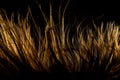 Abstract windy hair texture. Backlit silhouette on dark background