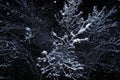 Abstract winter background at night. Black background.