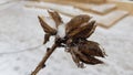 Frozen dried flowers closeup. Brown seeds in transparent iced cover. Frosted inflorescence on plant stem with blurred background. Royalty Free Stock Photo