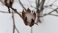 Ice inside frozen dried flower closeup. Brown seed box in transparent iced cover. Frosted dry inflorescence on blurred background Royalty Free Stock Photo