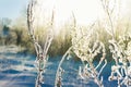 Abstract winter blur background. plant covered with snow. Royalty Free Stock Photo