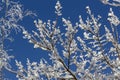 Abstract Winter Scene of Tree Branches Covered in Ice and Snow Royalty Free Stock Photo