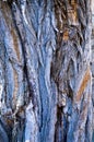 Abstract wood texture bark, a acacia tree.