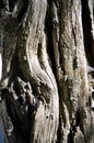 Abstract wood texture bark, a acacia tree.