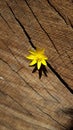 Flower in a wood log background close-up Royalty Free Stock Photo
