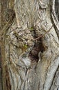 Abstract wood texture bark, a acacia tree