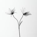 Elegant Transparent Flowers on White Background Royalty Free Stock Photo
