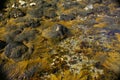 Abstract - yellow & brown kelp