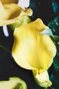 Abstract of Yellow Calla Lilies Royalty Free Stock Photo