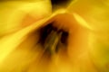 Abstract yellow coral, tulip flowers in a dreamlike colorful impressionist photo