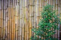 Abstract yellow dried bamboo boundary wall fence texture, bamboo wall background Royalty Free Stock Photo