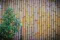 Abstract yellow dried bamboo boundary wall fence texture, bamboo wall background Royalty Free Stock Photo