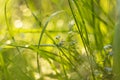 Abstract yellow green nature blurred bokeh background with blue wild flowers and grass on meadow in sunlight Royalty Free Stock Photo