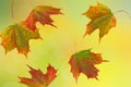 Abstract yellow, green, orange, blue background with blurred spots and autumn  falling leaves Royalty Free Stock Photo