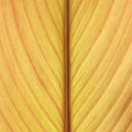 Abstract yellow leaf lines background texture Royalty Free Stock Photo