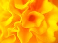 Abstract yellow-orange flower texture Royalty Free Stock Photo