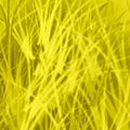 Yellow patterned background texture