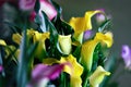 Abstract of Yellow and Pink Calla Lilies Growing Together Royalty Free Stock Photo