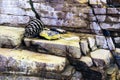 abstract yellow stone wall realistic texture ornament building rock on nature pattern bright Royalty Free Stock Photo