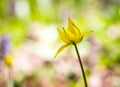 Abstract yellow wild tulip Royalty Free Stock Photo