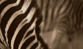 Abstract zebra photo