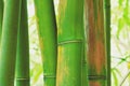 Abstract Zen Bamboo