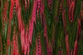 Abstract zig zag pattern with waves in red and green colors. Artistic image processing created by flowers photo. Beautiful multico