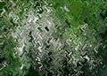 Abstract zigzag pattern with waves in green and white tones. Artistic image processing created by white treelike hydrangea flower Royalty Free Stock Photo