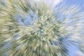 Abstract zooming effect of plants Royalty Free Stock Photo