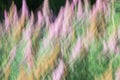 Abstract zooming effect of plants Royalty Free Stock Photo