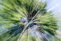 Abstract zooming effect of plant Royalty Free Stock Photo