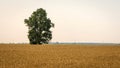 Abstracted background with golden rye fields and lonely trees. Royalty Free Stock Photo