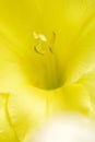 Abstracted macro photo of lemon yellow gladiola flower with focus on stamens and pistil