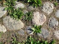 Abstraction background, texture. An old cobblestone pavement with sprouted grass, illuminated by the sun on a hot day. Stone Royalty Free Stock Photo