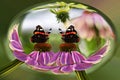 Butterflies sitting on flowers, in a capsule Royalty Free Stock Photo