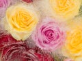 Abstraction with different roses Royalty Free Stock Photo